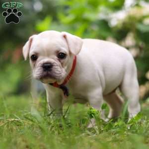 Clover, French Bulldog Puppy