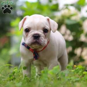 Clover, French Bulldog Puppy