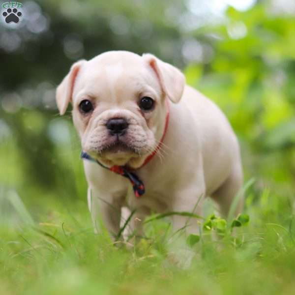 Clover, French Bulldog Puppy