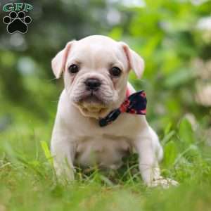 Clover, French Bulldog Puppy