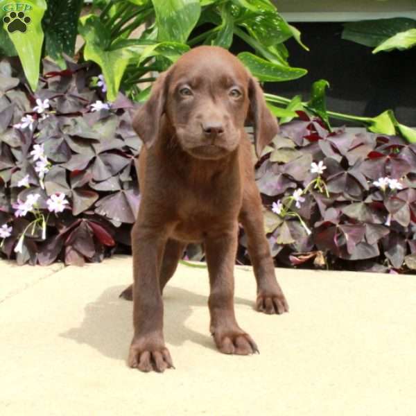 Coco, Chocolate Labrador Retriever Puppy