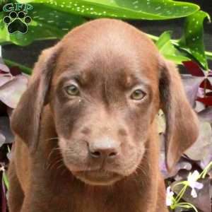 Coco, Chocolate Labrador Retriever Puppy