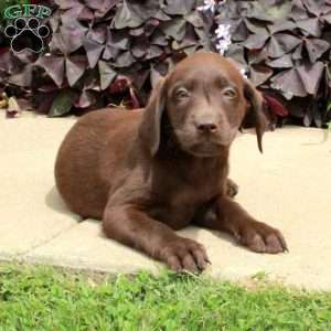 Coco, Chocolate Labrador Retriever Puppy