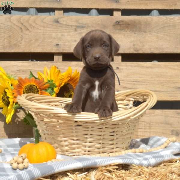 Coco, Boxador Puppy