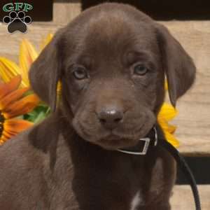 Coco, Boxador Puppy