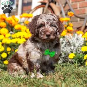 Cocoa, Newfypoo Puppy