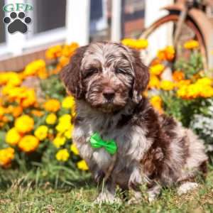 Cocoa, Newfypoo Puppy
