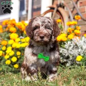 Cocoa, Newfypoo Puppy