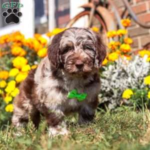 Cocoa, Newfypoo Puppy