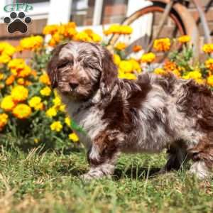 Cocoa, Newfypoo Puppy