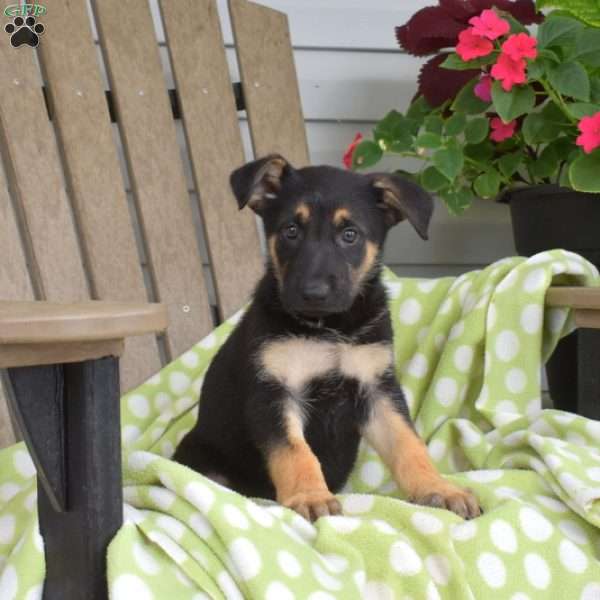 Cocoa, German Shepherd Puppy