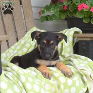 Cocoa, German Shepherd Puppy