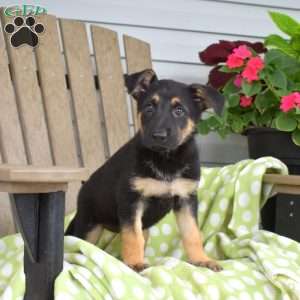 Cocoa, German Shepherd Puppy