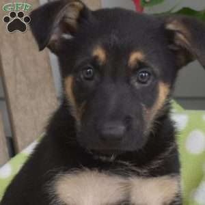 Cocoa, German Shepherd Puppy
