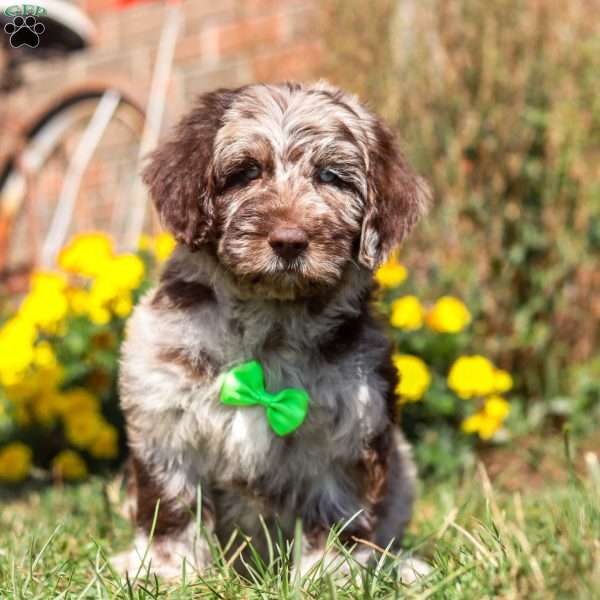 Cocoa, Newfypoo Puppy