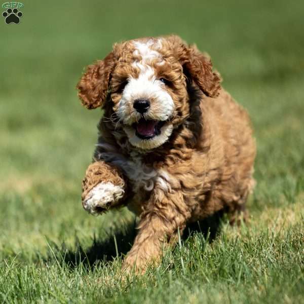 Cody, Mini Goldendoodle Puppy