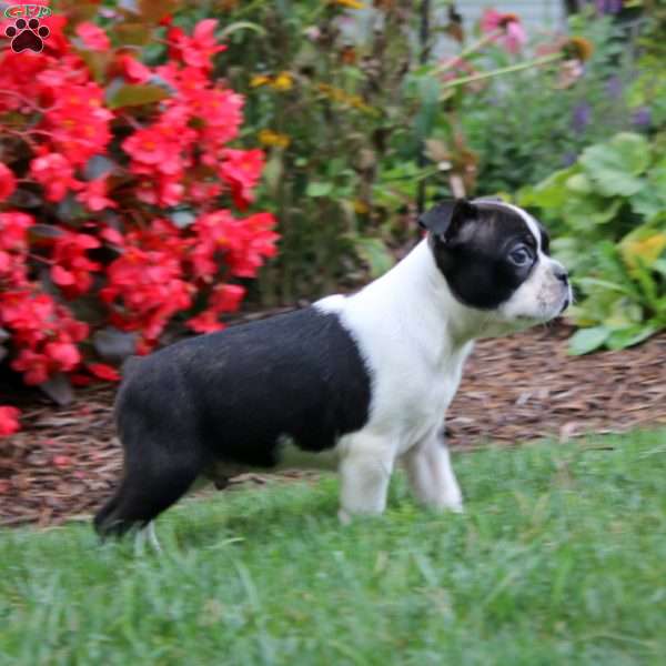 Cody, Boston Terrier Puppy