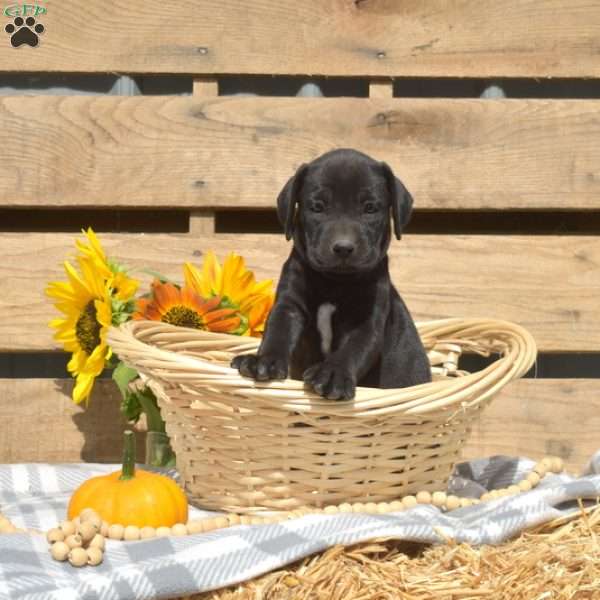 Coffee, Boxador Puppy