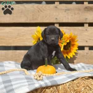 Coffee, Boxador Puppy