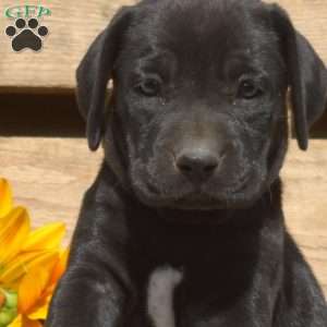 Coffee, Boxador Puppy