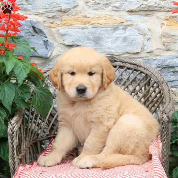 Coffee, Golden Retriever Puppy