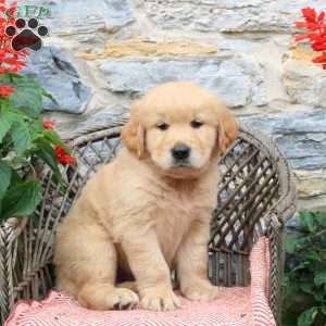 Coffee, Golden Retriever Puppy