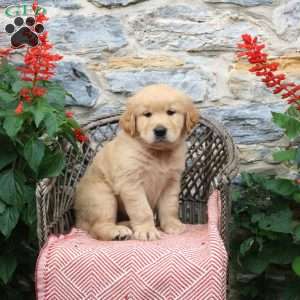 Coffee, Golden Retriever Puppy