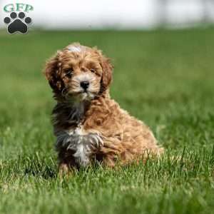 Colby, Mini Goldendoodle Puppy