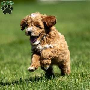 Colby, Mini Goldendoodle Puppy