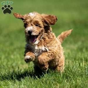 Colby, Mini Goldendoodle Puppy