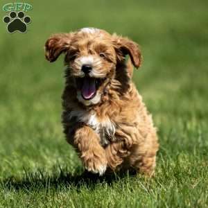 Colby, Mini Goldendoodle Puppy