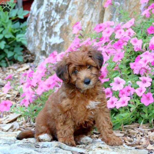 Colby, Yorkie Poo Puppy