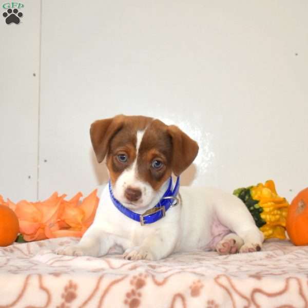 Colby, Jack Russell Terrier Puppy