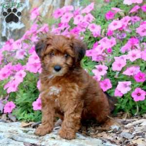 Colby, Yorkie Poo Puppy
