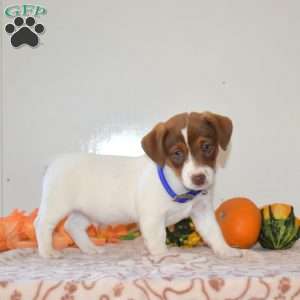 Colby, Jack Russell Terrier Puppy