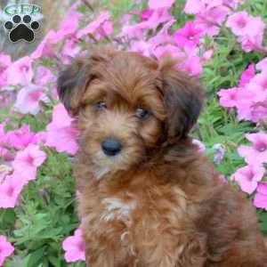 Colby, Yorkie Poo Puppy