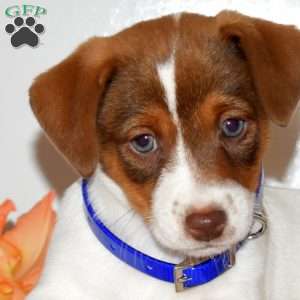 Colby, Jack Russell Terrier Puppy