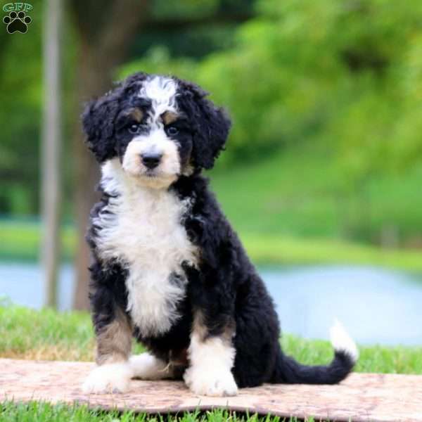 Colby, Bernedoodle Puppy