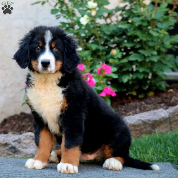 Colby, Bernese Mountain Dog Puppy