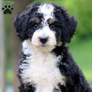 Colby, Bernedoodle Puppy