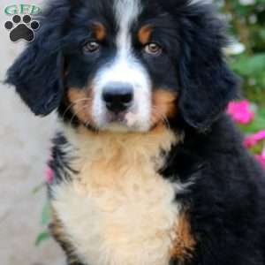 Colby, Bernese Mountain Dog Puppy