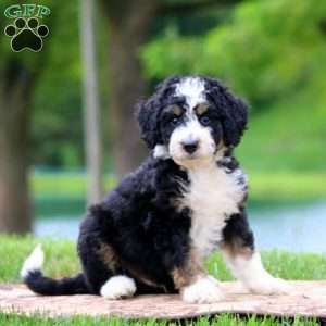 Colby, Bernedoodle Puppy