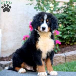 Colby, Bernese Mountain Dog Puppy