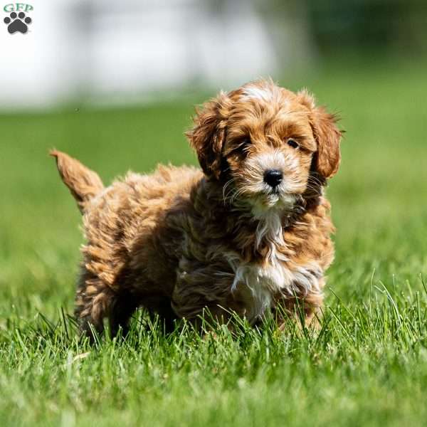 Colby, Mini Goldendoodle Puppy