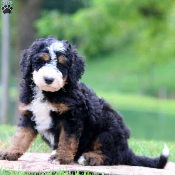 Cole, Bernedoodle Puppy