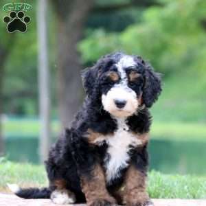 Cole, Bernedoodle Puppy