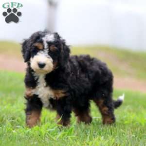 Cole, Bernedoodle Puppy