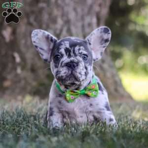 Collin, French Bulldog Puppy