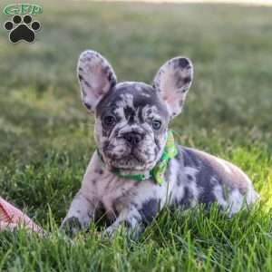 Collin, French Bulldog Puppy