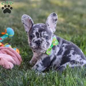 Collin, French Bulldog Puppy